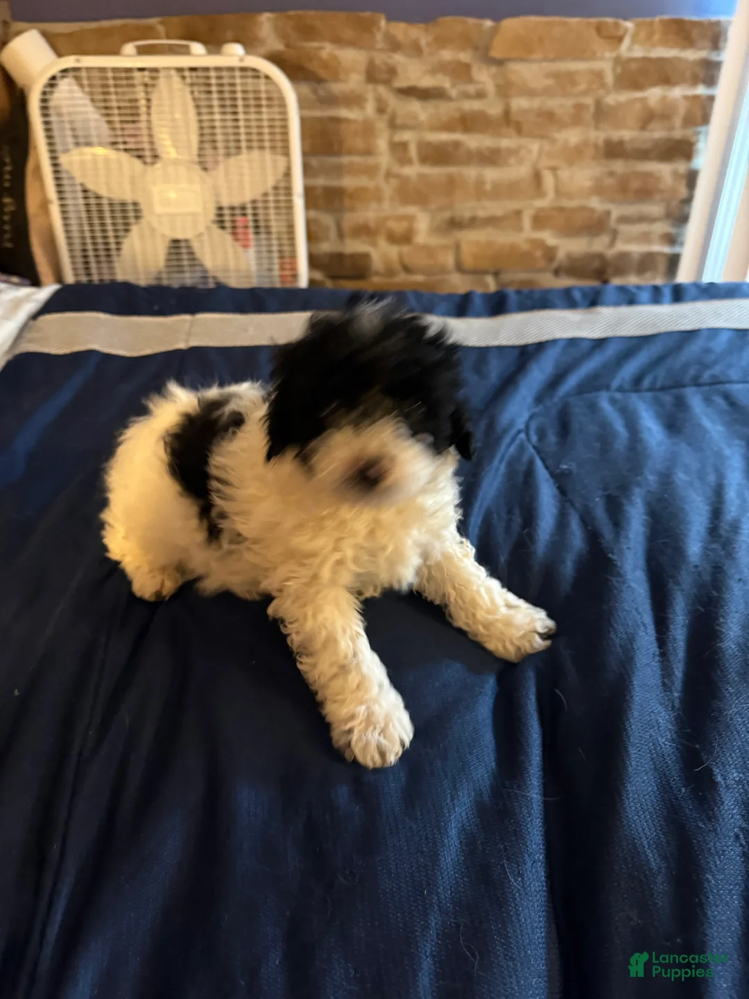 Cavapoo dogs for sale: Chunk - Ad 2
