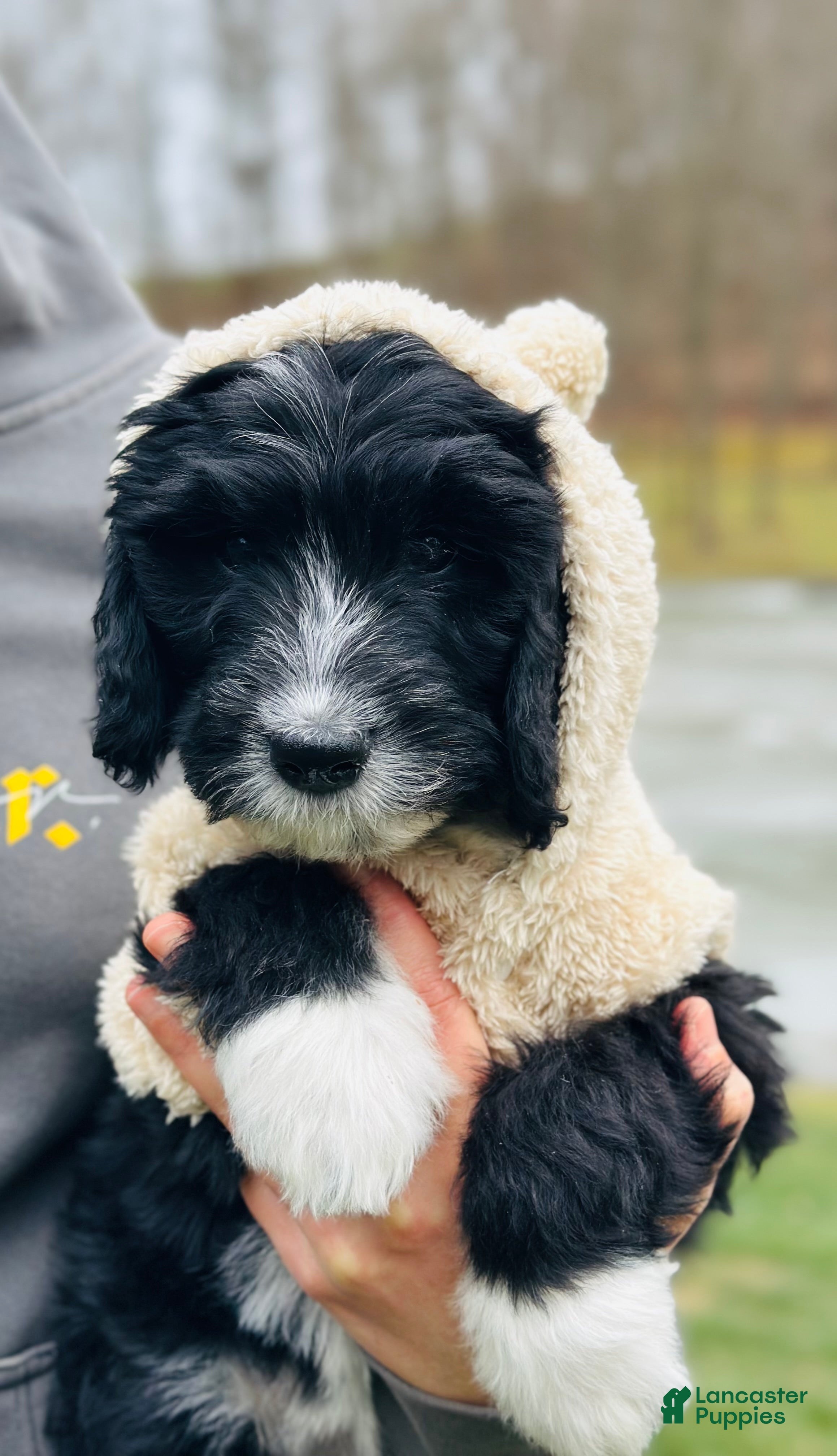 Bernedoodle dogs Knit  - Ad 11