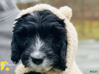 Bernedoodle dogs Knit - Ad 11