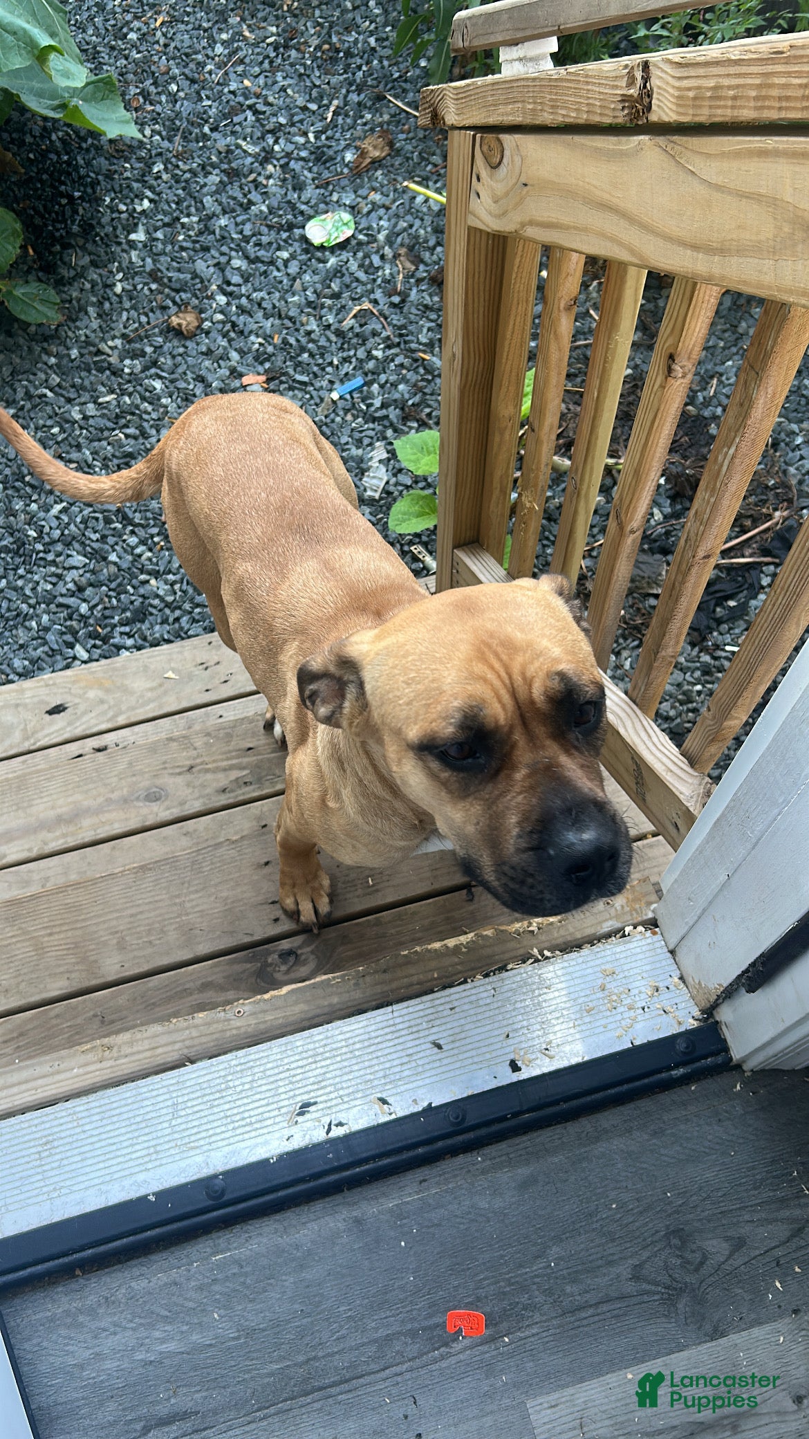 Mixed Breed dogs Mixed Breed 1 - Ad 41
