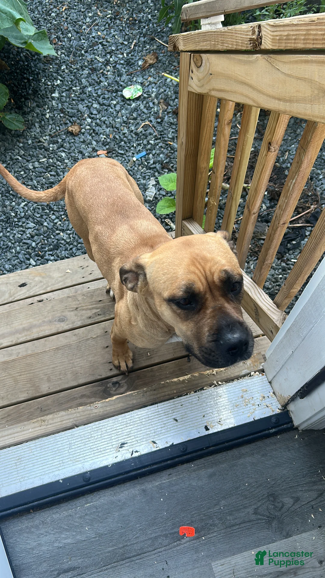 Mixed Breed dogs for sale: Mixed Breed 1 - Ad 1