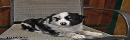 Australian Shepherd dogs for sale: Buddy - Ad 2