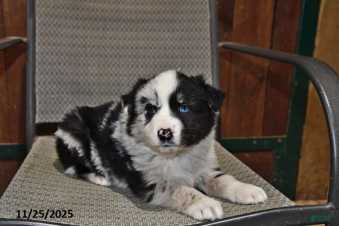 Australian Shepherd dogs for sale: Buddy - Ad 2