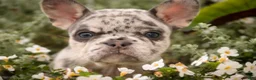 French Bulldog dogs for sale: Lexa French Bulldog  - Ad 3