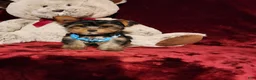 Yorkshire Terrier dogs for sale: TEDDY - Ad 7