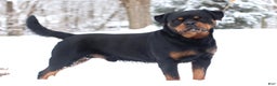 Rottweiler dogs for sale: Candy - Ad 7
