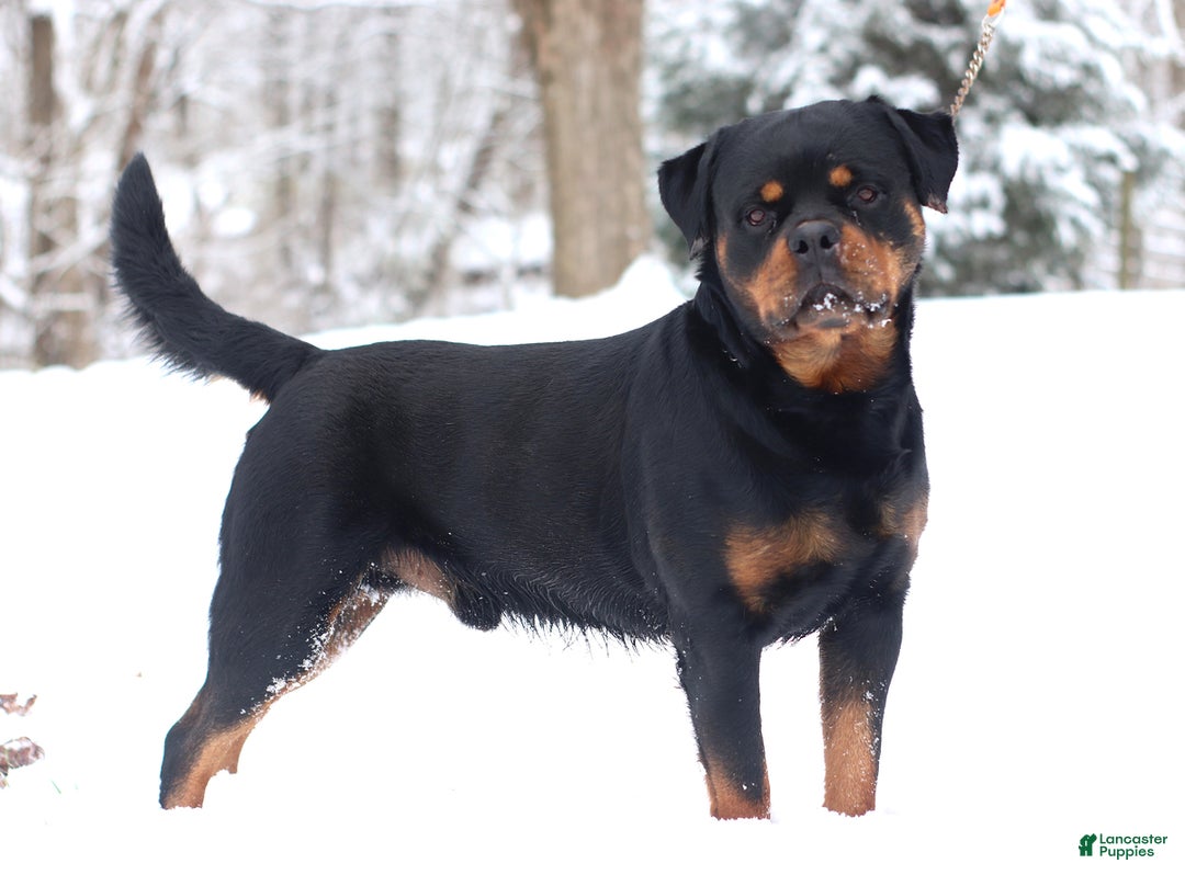 Rottweiler dogs for sale: Candy - Ad 7