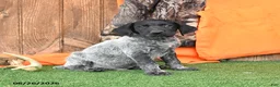 German Shorthaired Pointer dogs for sale: Spark  - Ad 2