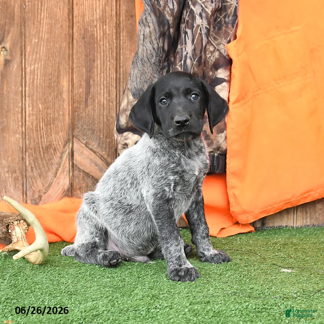 German Shorthaired Pointer dogs for sale: Spark  - Ad 2