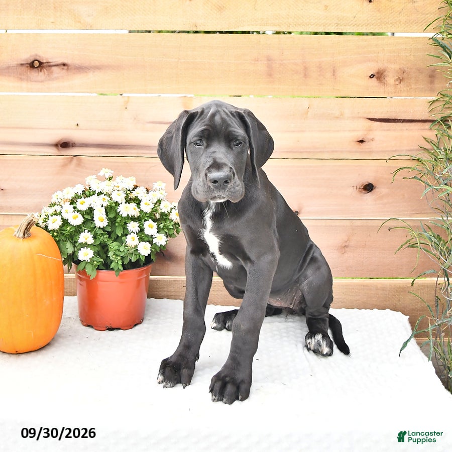 Great Dane dogs Indie - Ad 2