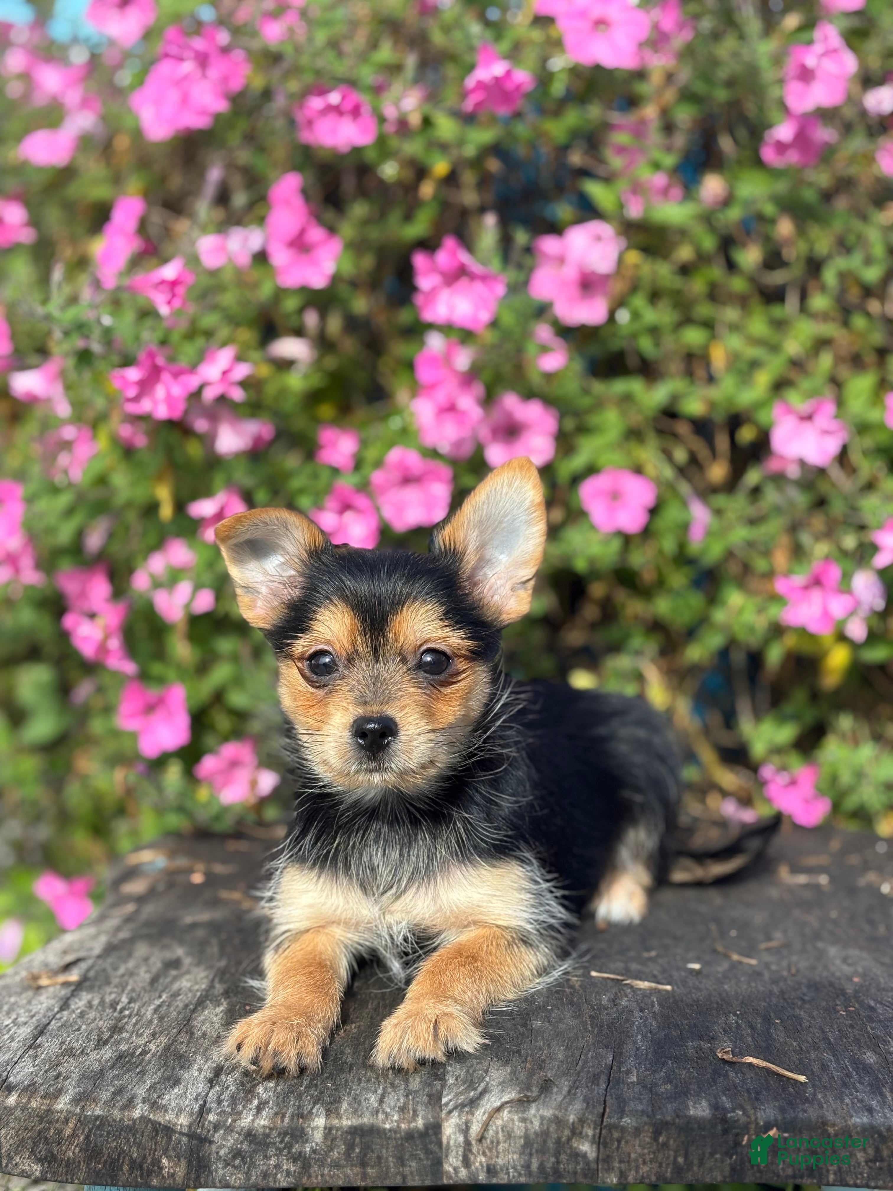Mixed Breed dogs Leonora - Ad 1