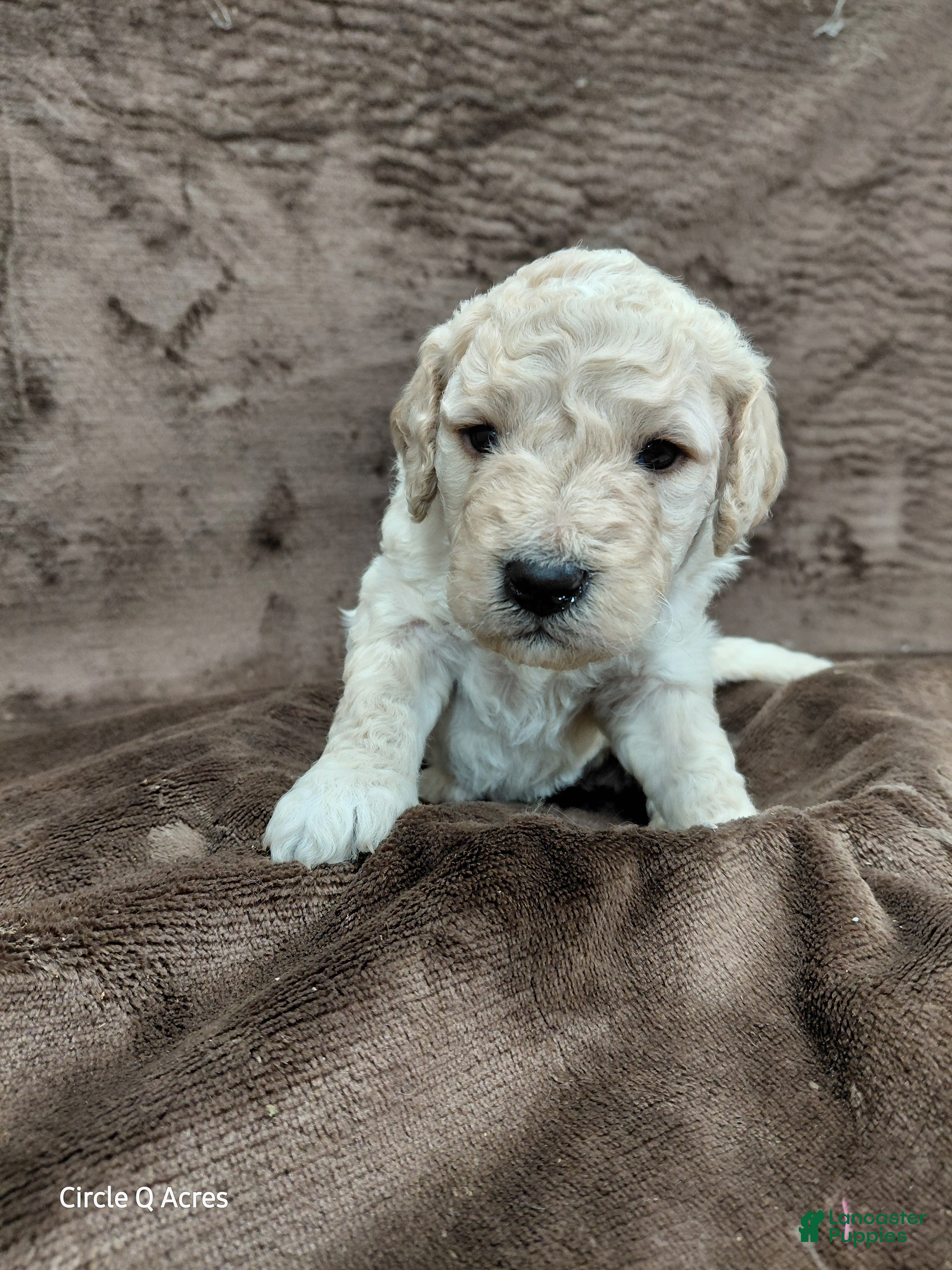 Mini Goldendoodle dogs Dexter - Ad 25