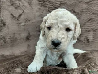 Mini Goldendoodle dogs Dexter - Ad 25