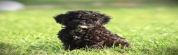Cockapoo dogs for sale: Zorro - Ad 4