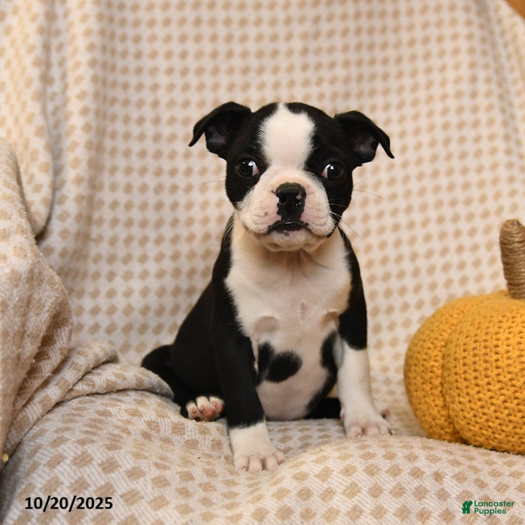 Boston Terrier dogs for sale: Clair - Ad 2