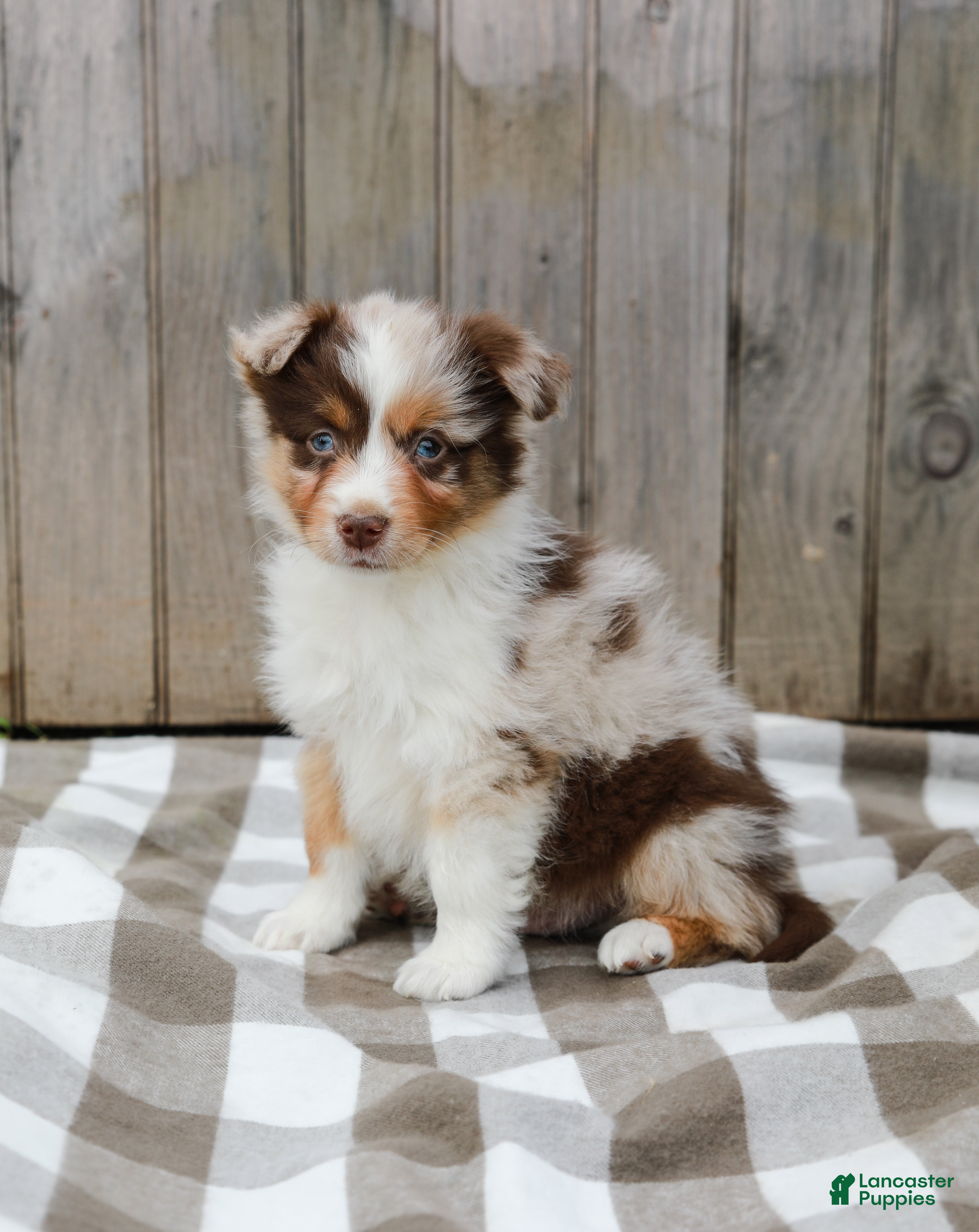 Australian Shepherd dogs Rex - Ad 1