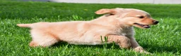 Golden Retriever dogs for sale: Theo - Ad 8