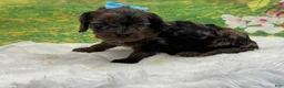 Cavapoo dogs for sale: Chip - Ad 2