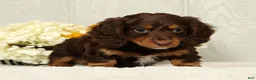 Miniature Dachshund dogs for sale: Teddy - Ad 3
