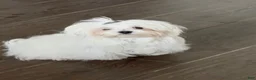 Maltese dogs for sale: Maltese 1 - Ad 4