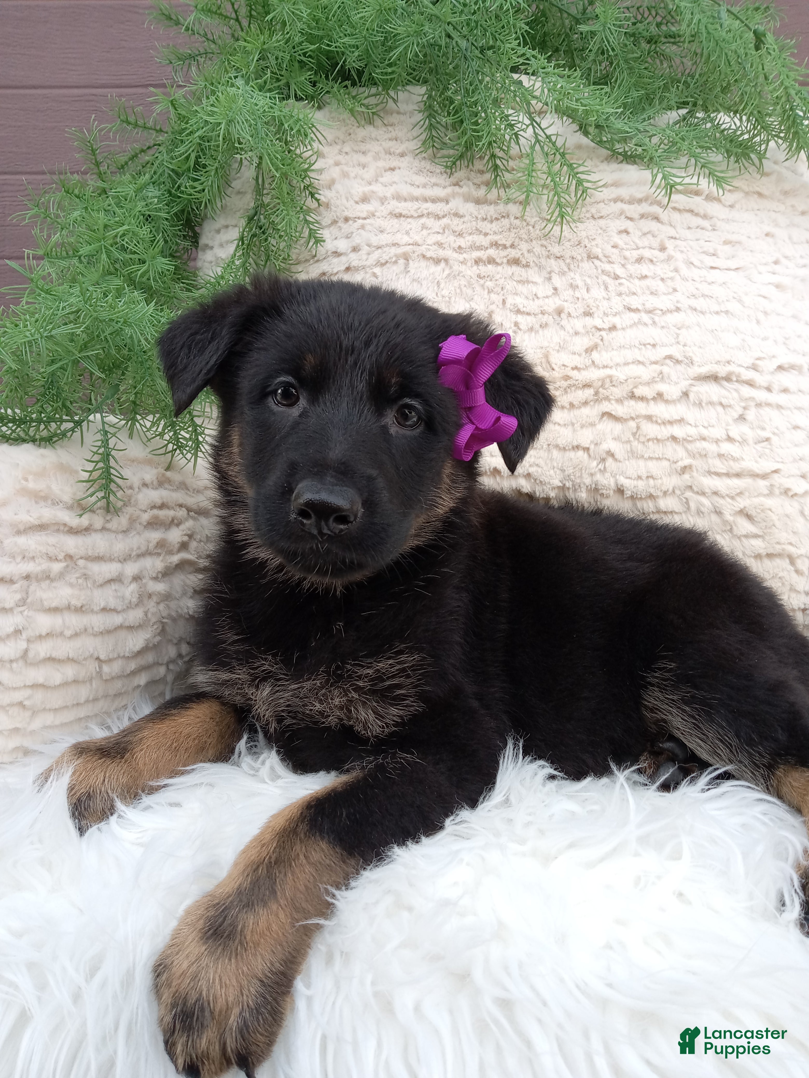 German Shepherd dogs Roxy  - Ad 31