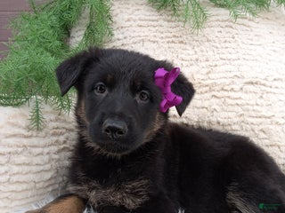 German Shepherd dogs Roxy - Ad 31