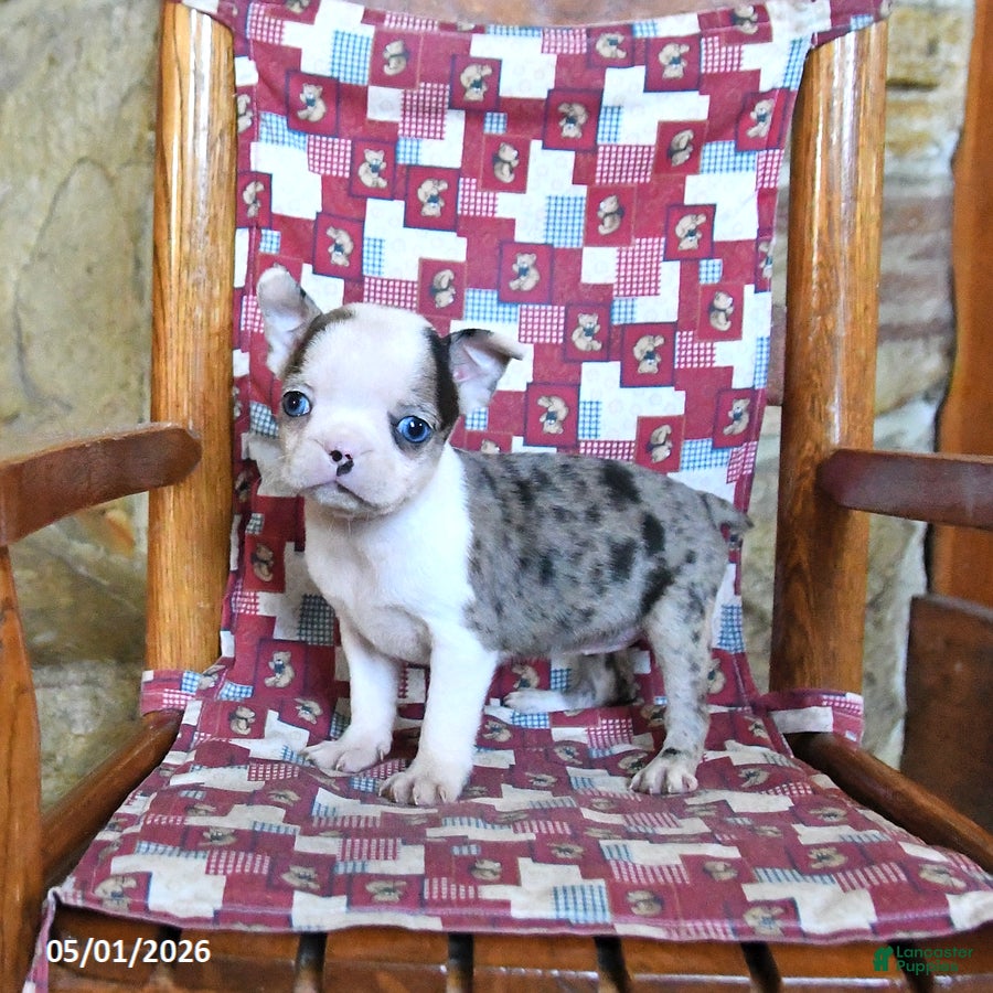 Boston Terrier dogs for sale: Fenway - Ad 1