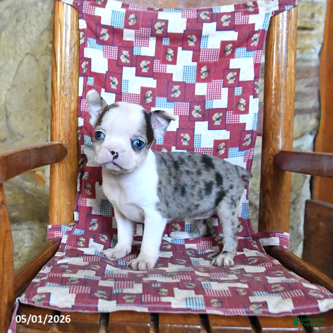 Boston Terrier dogs for sale: Fenway - Ad 1