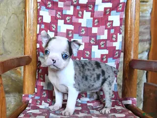 Boston Terrier dogs for sale: Fenway - Ad 1