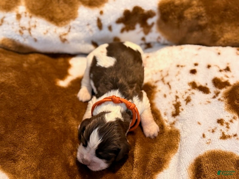 English Springer Spaniel dogs Liver try roan-Male - Ad 1