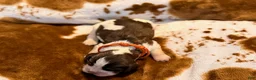 English Springer Spaniel dogs for sale: Liver try roan-Male - Ad 1