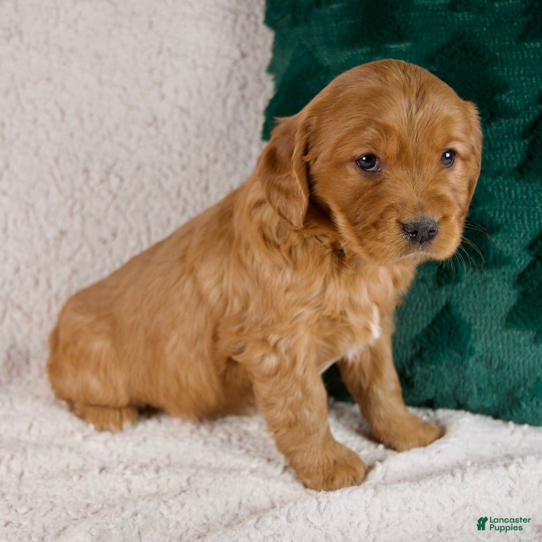 Mixed Breed dogs for sale: Millie - Ad 5