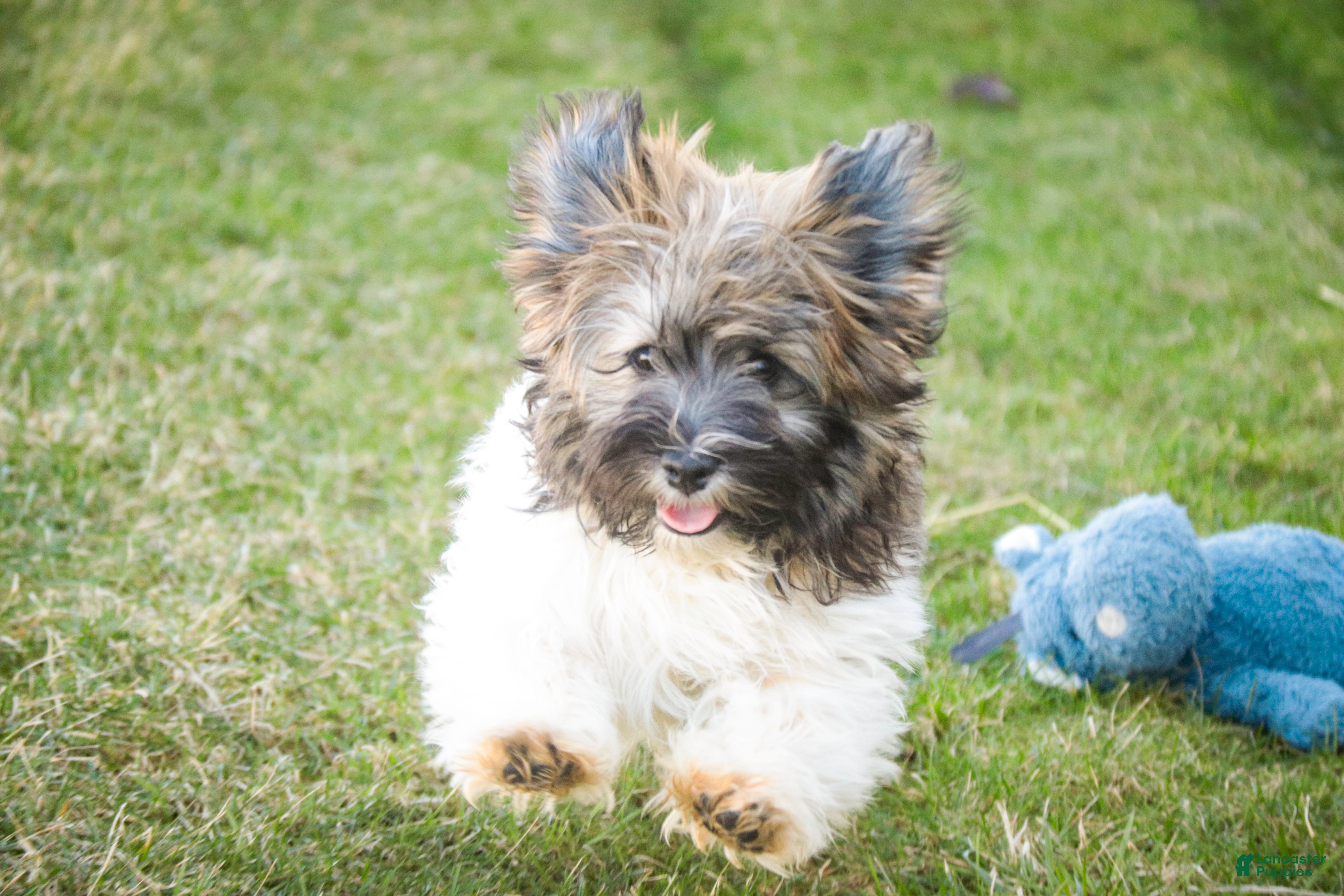 Havanese dogs Biscotti - Ad 2