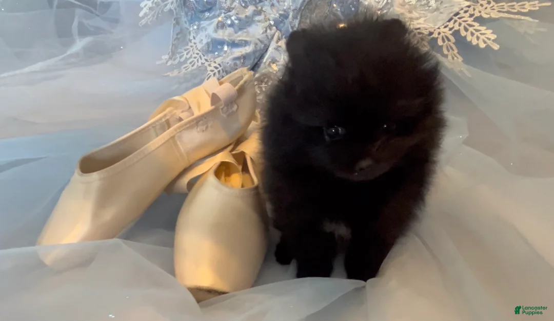 Pomeranian dogs for sale: Pomeranian 2 - Ad 2