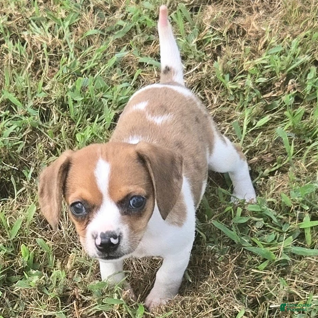 Beagle dogs for sale: CJ Queen Elizabeth Pocket Beagle  - Ad 1