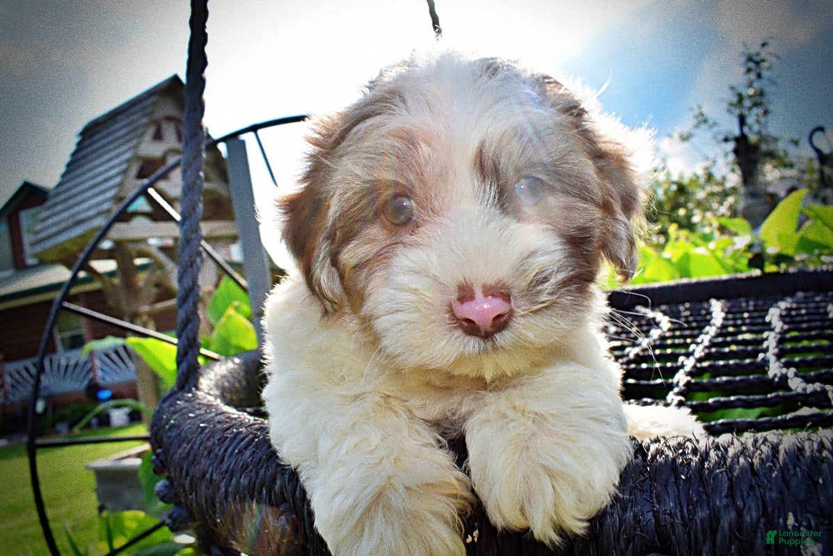 Havapoo dogs Simba - SUMMER SALE!! $100 off listed price-this week only!   - Ad 2