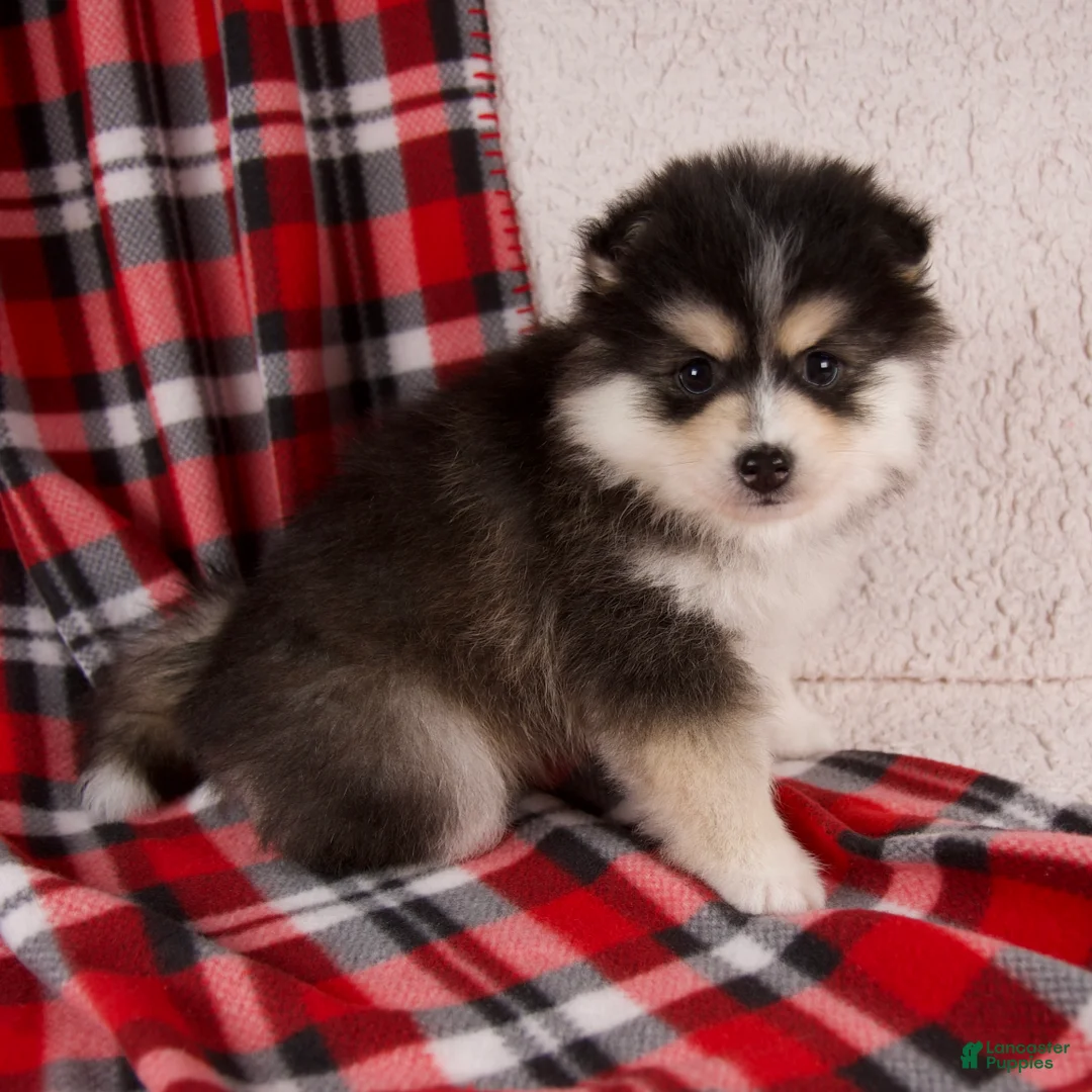 Pomsky dogs for sale: Jasper - Ad 2