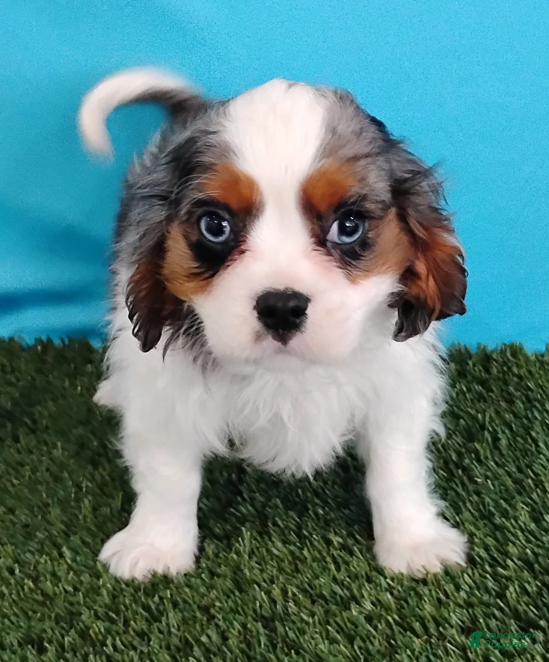 Cavalier King Charles Spaniel dogs for sale: Paxton - Ad 1