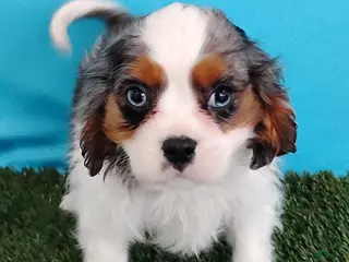 Cavalier King Charles Spaniel dogs Paxton - Ad 21