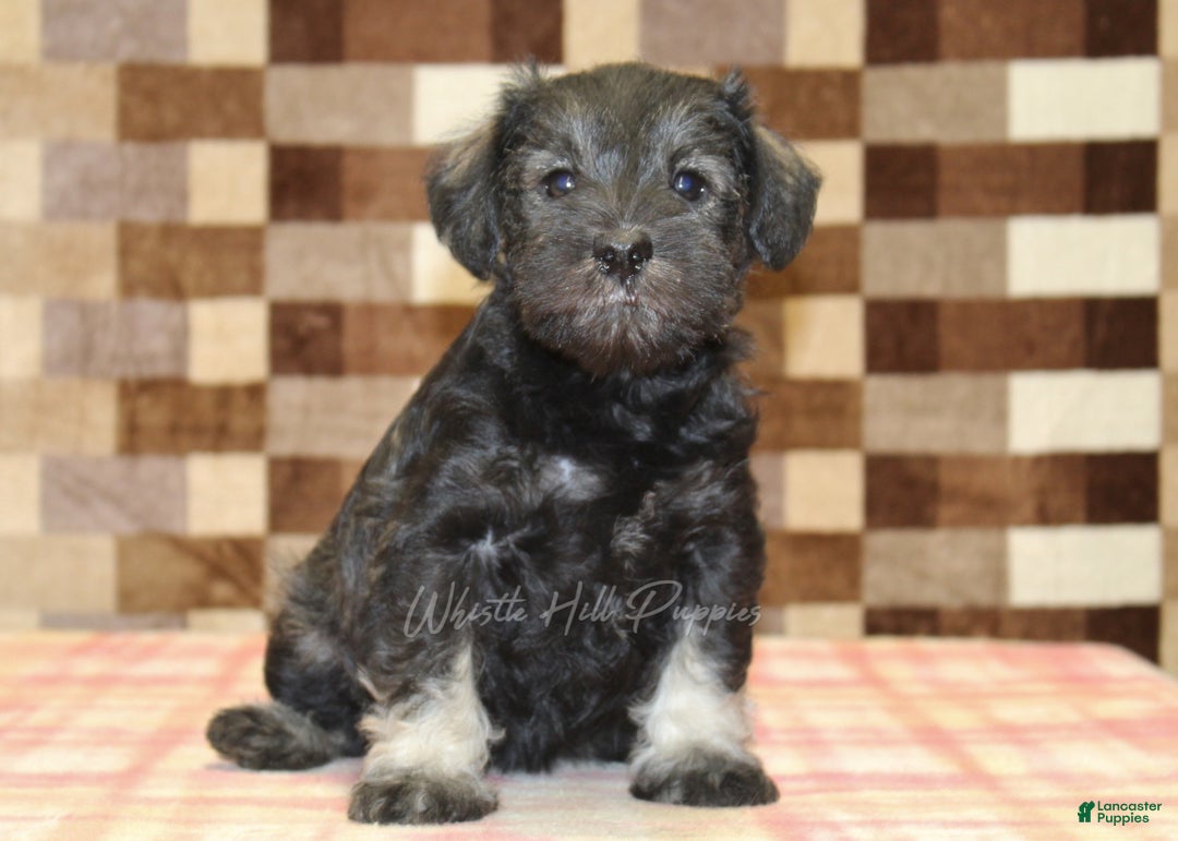 Miniature Schnauzer dogs for sale: Willow - Ad 12