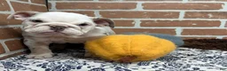 English Bulldog dogs for sale: Eden - Ad 6