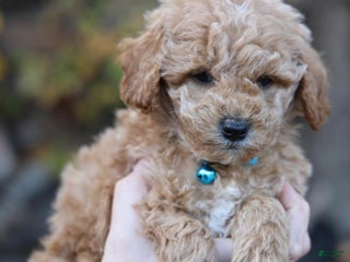 Mini Goldendoodle dogs - Ad 30