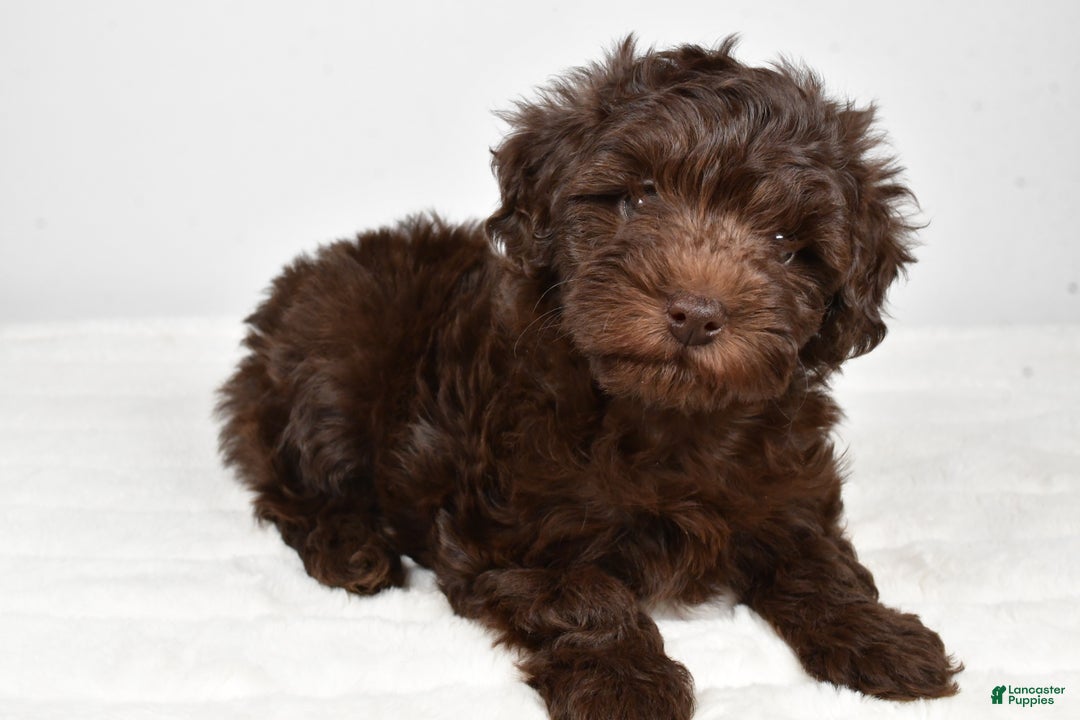 Mixed Breed dogs for sale: Holly - Ad 10