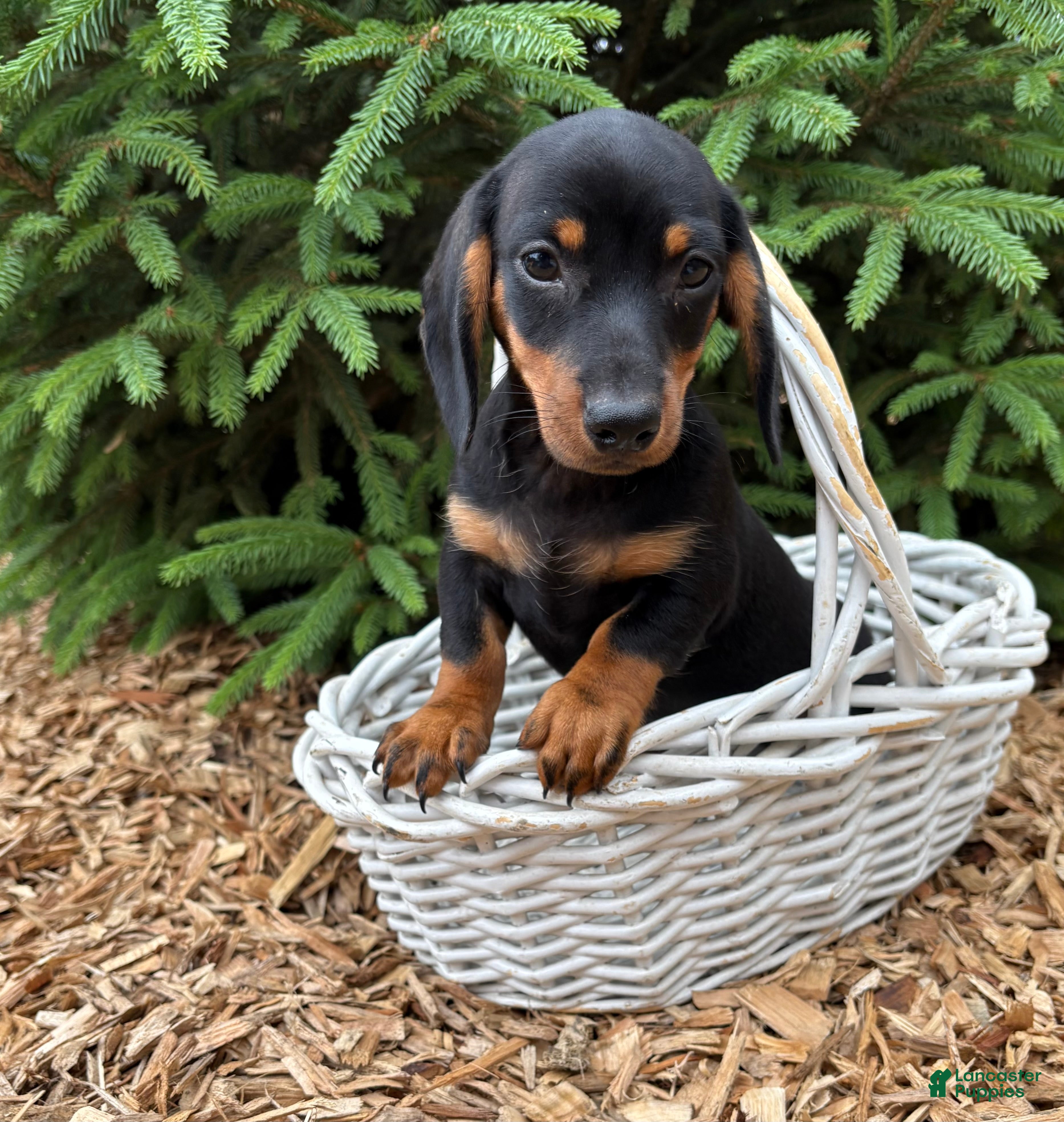 Dachshund dogs Echo - Ad 2