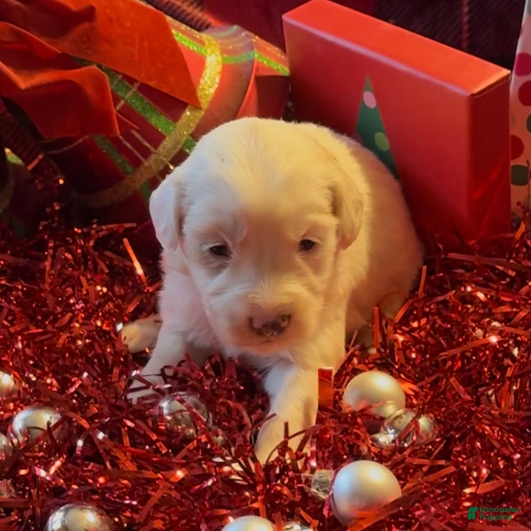 Mini Goldendoodle dogs for sale: Snowball  - Ad 6