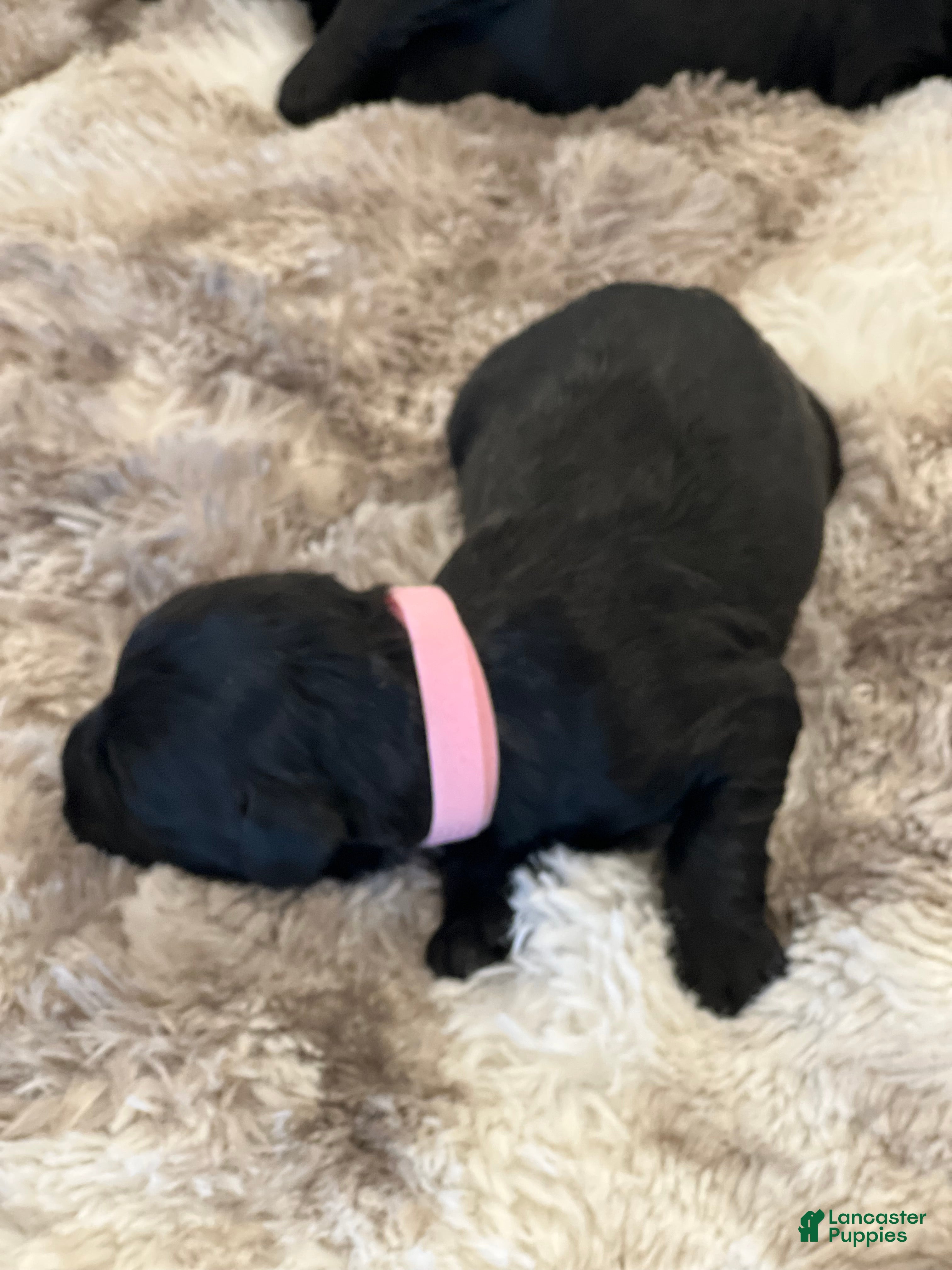 Giant Schnauzer dogs Adelaide “Addie” - Ad 2