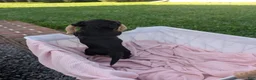 Miniature Dachshund dogs for sale: Luna - Ad 5