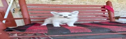 Pomsky dogs for sale: Abby - Ad 4