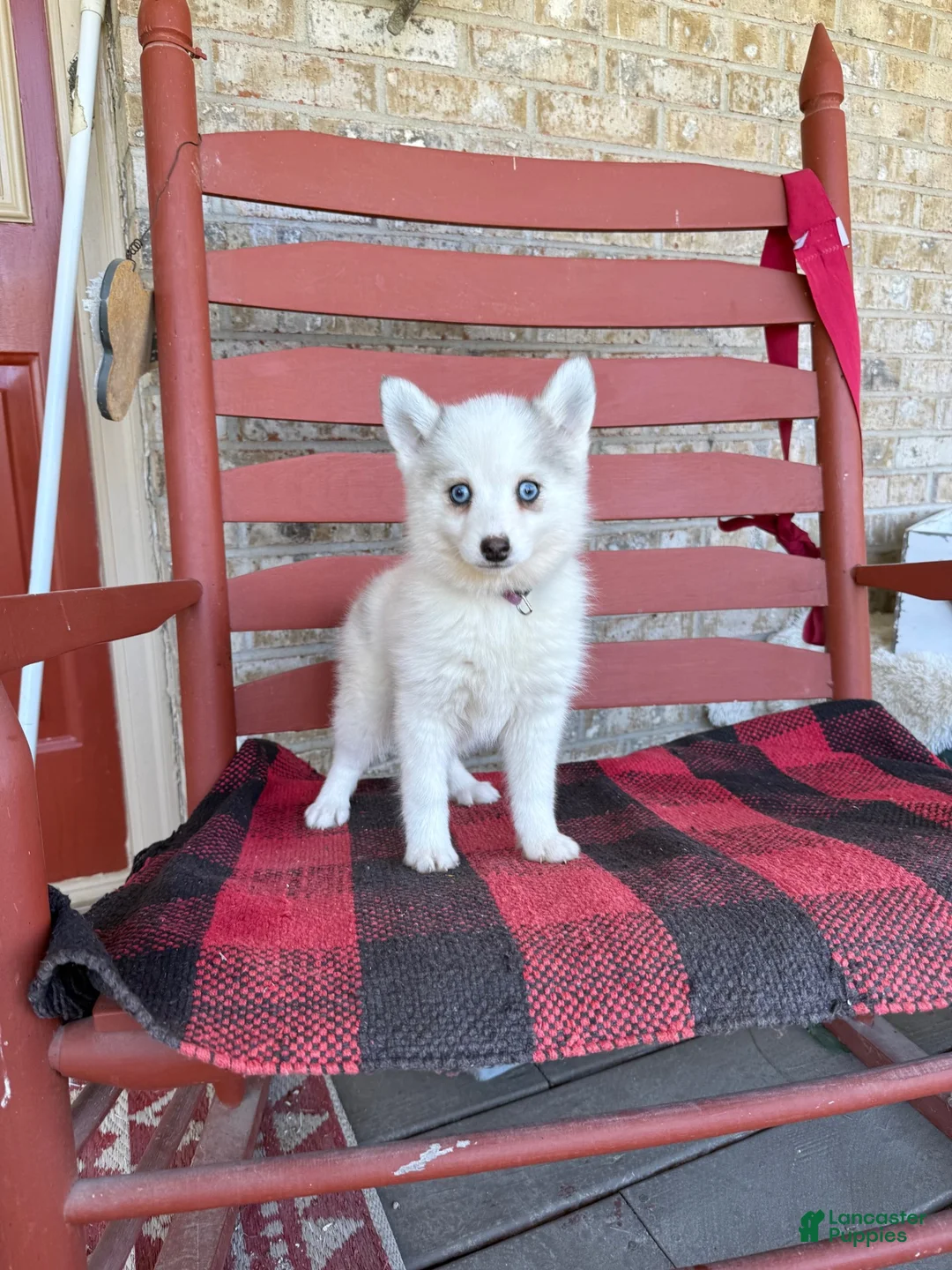 Pomsky dogs for sale: Abby - Ad 4