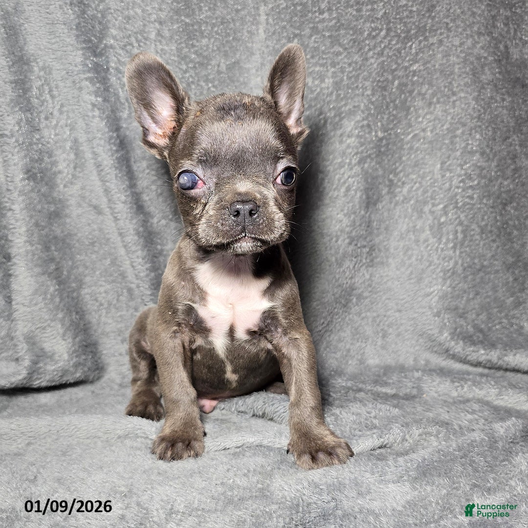 Frenchton dogs for sale: Chase Special Needs - Ad 1